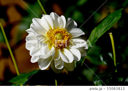 調布市の植物園に咲く白いダリア（バニラベイビー） 55063813
