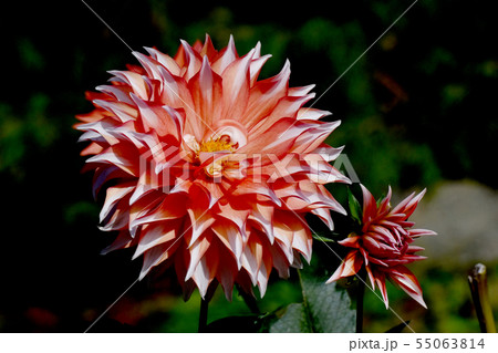 調布市の植物園に咲くオレンジのダリア（シンドバット） 55063814