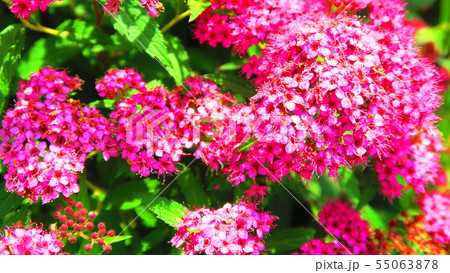 シモツケの花 55063878