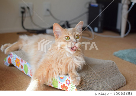 猫のあくびの瞬間 猫のあくびの瞬間 55063893