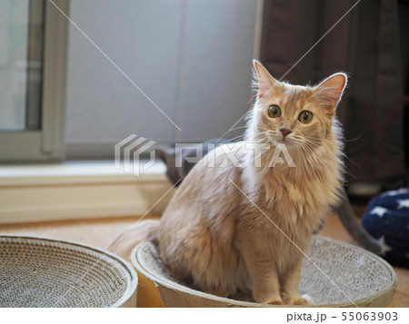 爪研ぎに座る猫 55063903