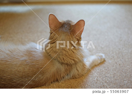 猫の後頭部 55063907