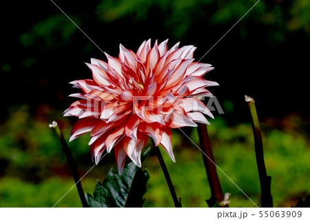 調布市の植物園に咲くピンクのダリア（シンドバット） 55063909