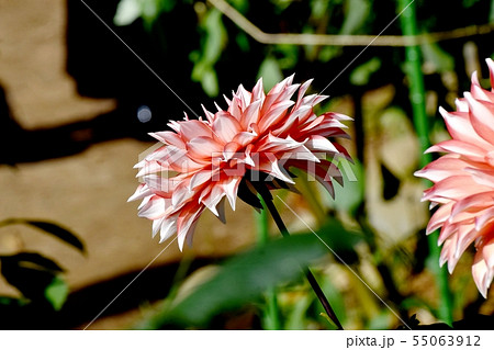 調布市の植物園に咲くピンクのダリア（シンドバット） 55063912
