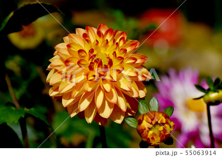 調布市の植物園に咲くオレンジ色のダリア（マーマレード） 55063914
