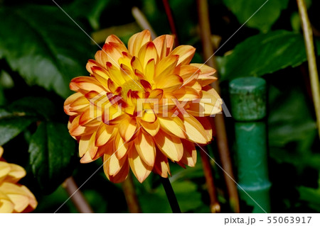 調布市の植物園に咲くオレンジ色のダリア(マーマレード) 調布市の植物園に咲くオレンジ色のダリア(マーマレード) 55063917