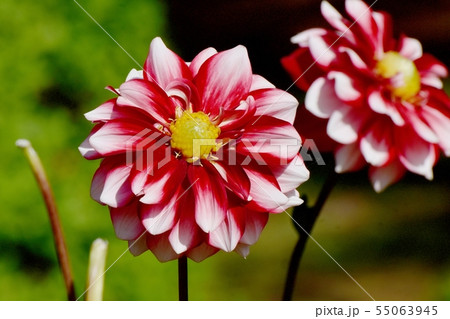 調布市の植物園に咲く白と赤のダリア(恋金魚) 調布市の植物園に咲く白と赤のダリア(恋金魚) 55063945