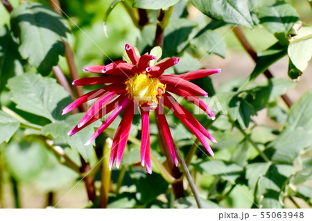 調布市の植物園に咲く赤いダリア（冬の星座） 55063948