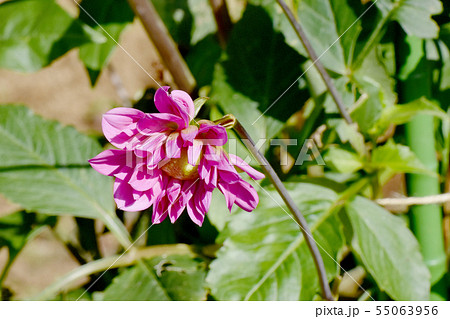 調布市の植物園に咲くピンクのダリア（桃ちゃん） 55063956