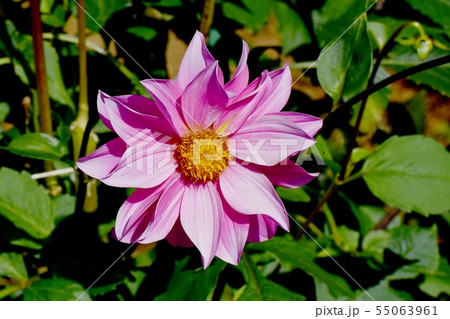 調布市の植物園に咲くピンクのダリア（桃ちゃん） 55063961