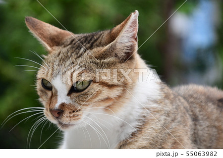 昼下がりの猫 55063982