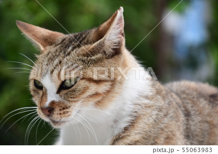 昼下がりの猫 55063983