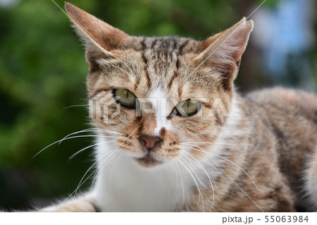 昼下がりの猫 昼下がりの猫 55063984