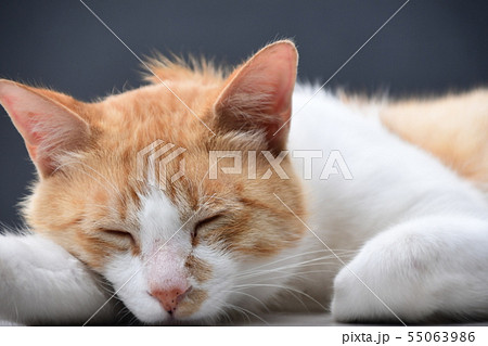 昼下がりの猫 55063986