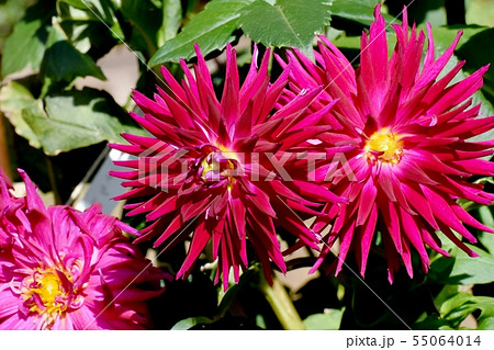 調布市の植物園に咲く濃いピンクのダリア（カマノカンコード） 55064014