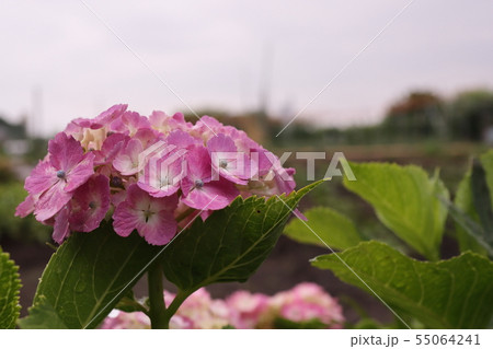 アジサイ 55064241