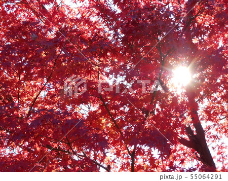 紅葉 紅葉 55064291