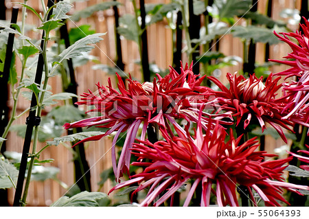 調布市の植物園に咲く中輪で赤いエドギク(江戸菊・古典菊) 調布市の植物園に咲く中輪で赤いエドギク(江戸菊・古典菊) 55064393