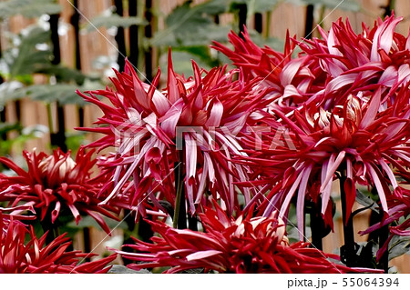 調布市の植物園に咲く中輪で赤いエドギク(江戸菊・古典菊) 調布市の植物園に咲く中輪で赤いエドギク(江戸菊・古典菊) 55064394