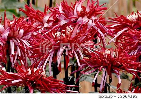 調布市の植物園に咲く中輪で赤いエドギク（江戸菊・古典菊） 55064395