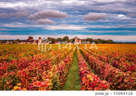Vineyards in the autumn season, Burgundy, France 55064518