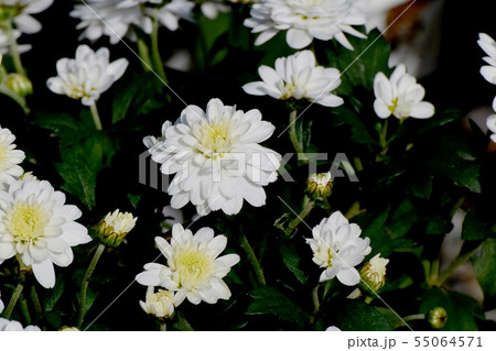 調布市の植物園に咲く中輪の白いキク 調布市の植物園に咲く中輪の白いキク 55064571