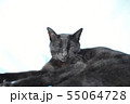 のんびりしている黒猫の写真 55064728