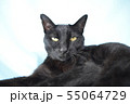 のんびりしている黒猫の写真 55064729