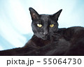 のんびりしている黒猫の写真 55064730