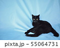 のんびりしている黒猫の写真 55064731