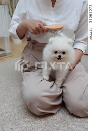 ポメラニアン (犬 ドッグ イヌ 生物 動物 血統書 仔犬 子供 わんこ ホワイト 白 血統 洋犬) ポメラニアン (犬 ドッグ イヌ 生物 動物 血統書 仔犬 子供 わんこ ホワイト 白 血統 洋犬) 55065072