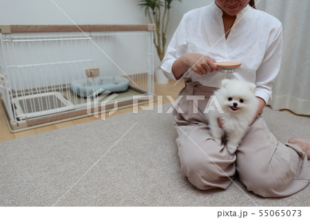 ポメラニアン (犬 ドッグ イヌ 生物 動物 血統書 仔犬 子供 わんこ ホワイト 白 血統 洋犬) ポメラニアン (犬 ドッグ イヌ 生物 動物 血統書 仔犬 子供 わんこ ホワイト 白 血統 洋犬) 55065073