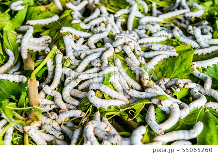 Silkworms on mulberry leaf Silkworms on mulberry leaf 55065260