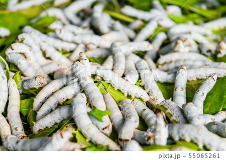 Silkworms on mulberry leaf Silkworms on mulberry leaf 55065261