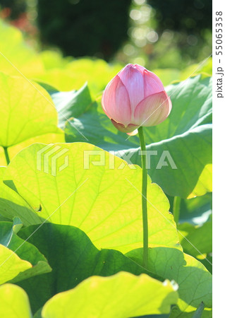 古代ハスの花 古代ハスの花 55065358