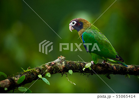 Portrait of green parrot. Brown hooded Parrot 55065414