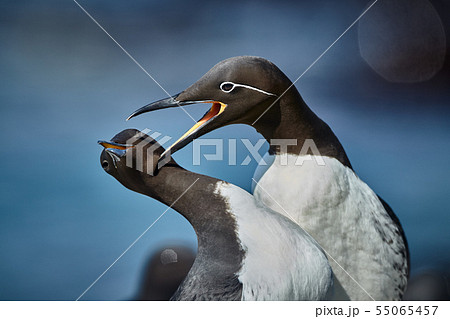 Common guillemot Uria aalge. Scene from Norway 55065457