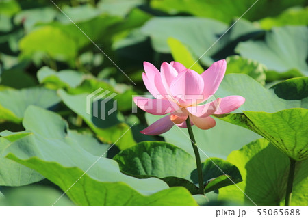 古代ハスの花 古代ハスの花 55065688