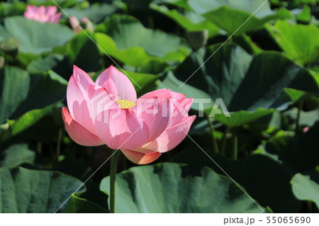 古代ハスの花 古代ハスの花 55065690