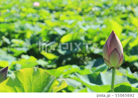 古代ハスの花 古代ハスの花 55065692