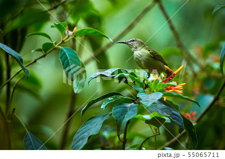 Red-legged Honeycreeper (Cyanerpes cyaneus) 55065711