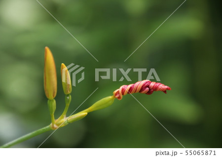 ヒオウギの花 55065871