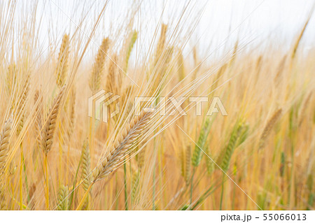 ビール麦 麦畑 (5月) ビール麦 麦畑 (5月) 55066013