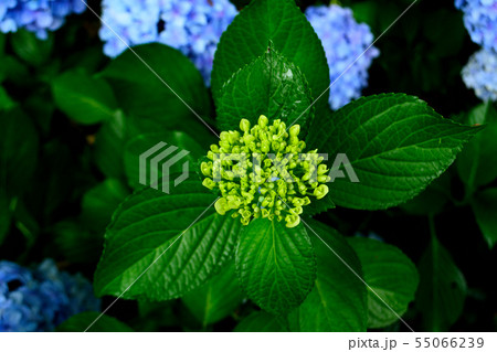 あじさい 55066239