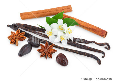 Vanilla and cinnamon sticks with cocoa bean and star anise isolated on white background Vanilla and cinnamon sticks with cocoa bean and star anise isolated on white background 55066240