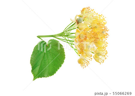 Linden flowers with leaf isolated on white background. 55066269
