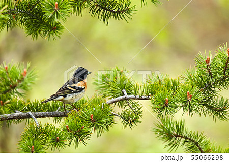 Brambling, Fringilla montifringilla on a branch 55066298