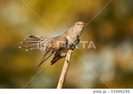 The common cuckoo (Cuculus canorus) 55066299