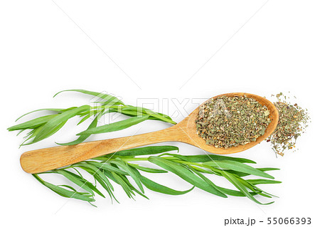 tarragon or estragon fresh and dried isolated on a white background with copy space for your text tarragon or estragon fresh and dried isolated on a white background with copy space for your text 55066393