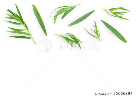tarragon or estragon isolated on white background with copy space for your text. Artemisia 55066394